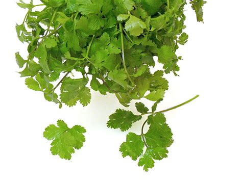 cilantro-and-coriander-cooking-tips-the-spruce-eats image