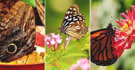 what-do-butterflies-eat-and-how-can-you-attract-them image