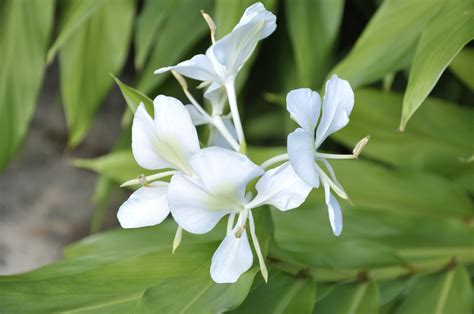 butterfly-ginger-lily-care-growing-hedychium-ginger image