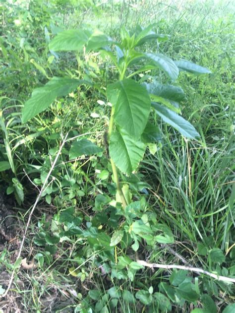 how-to-identify-harvest-and-prepare-pokeweed-and-poke-sallet image