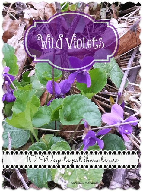 enjoy-wild-violets-for-food-and-medicine-survival-mom image
