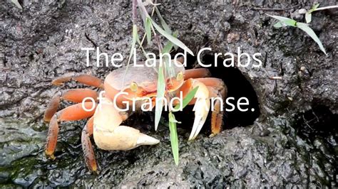 grenadas-cuisine-crab-back-made-from-land-crabs image