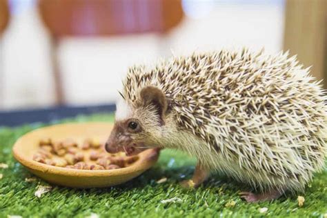 the-best-hedgehog-food-list-heavenly-hedgies image