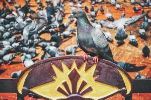 pigeon-poop-disease-is-pigeon-poop-toxic-what-to-do image