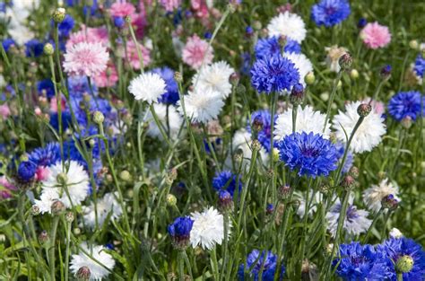 how-to-grow-and-care-for-cornflower-the-spruce image