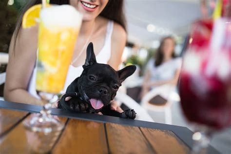 24-dog-themed-cocktail-recipes-from-the-mad-dog image