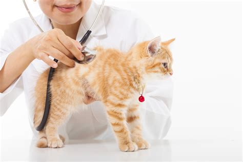 cat-scratch-fever-in-cats-symptoms-treatments image
