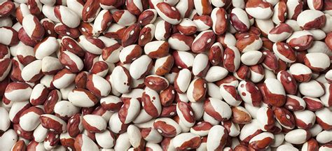 anasazi-beans-the-native-american-bean-that-fights-cancer image
