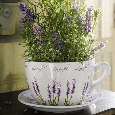 19-best-tea-herbs-to-make-a-tea-herb-garden-balcony image