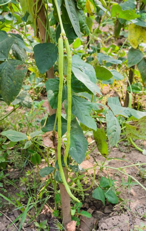 chinese-long-bean-plant-care-growing-and-picking image