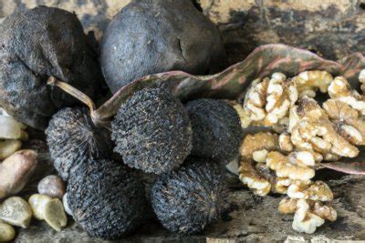 black-walnut-facts-nutrition-health-benefits-and-uses image