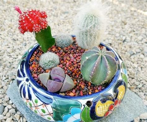14-diy-cactus-dish-garden-ideas-balcony-garden-web image