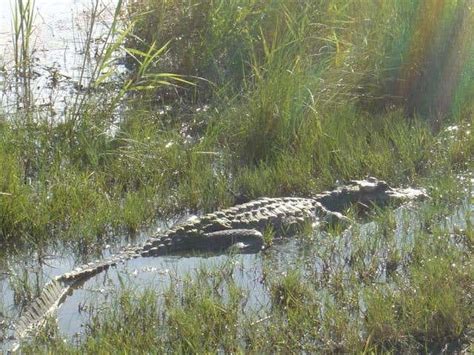 super-size-me-alligators-reveal-digestive-trick-new image
