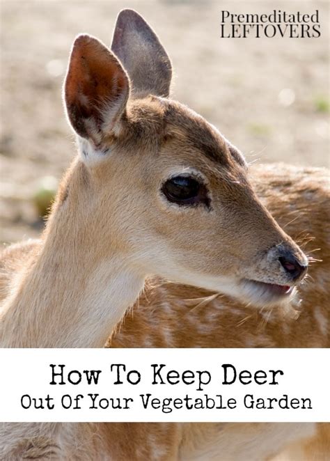 how-to-keep-deer-out-of-your-vegetable-garden image