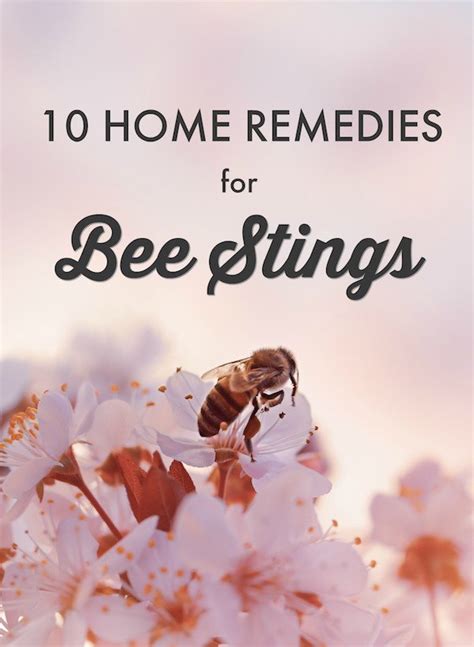 10-home-remedies-for-bee-stings-wasp-stings image