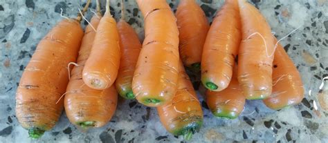 baby-carrots-and-carrot-blush-mcgill-university image