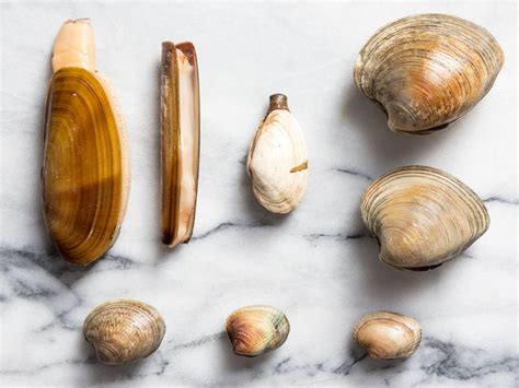 a-guide-to-clam-types-and-what-to-do-with-them image
