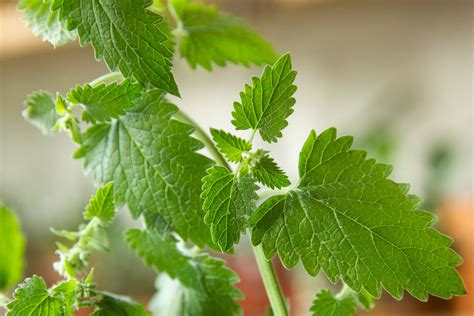 how-to-grow-catnip-plants-the-spruce image