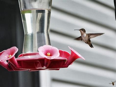 best-homemade-hummingbird-food-recipe-backyard image