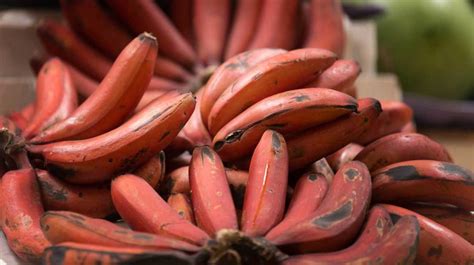 7-red-banana-benefits-and-how-they-differ-from image