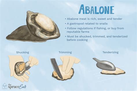 what-is-abalone-and-how-is-it-used-the-spruce-eats image