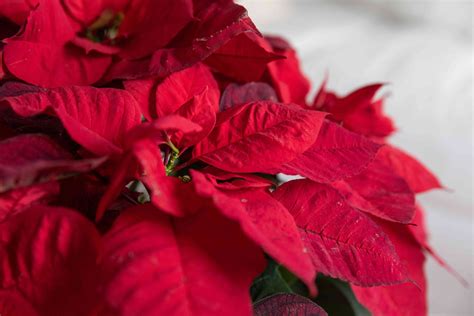 poinsettia-indoor-plant-care-growing-guide-the-spruce image