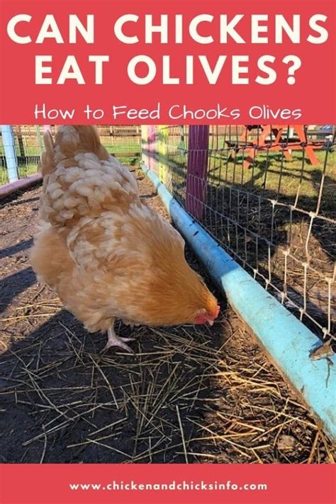 can-chickens-eat-olives-yes-but-chicken-chicks-info image