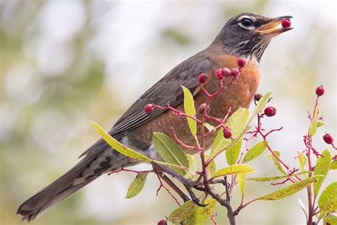 favorite-foods-and-feeding-robins-the-spruce image