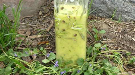ground-ivy-dressing-recipe-edible-wild-food image