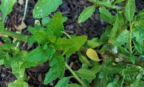 epazote-mexicos-mystery-herb-how-to-cook image