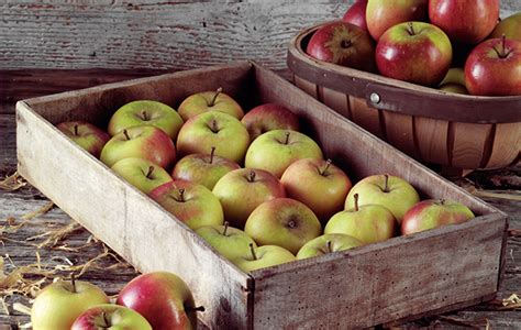 the-9-best-apple-recipes-for-your-harvest-the-field image