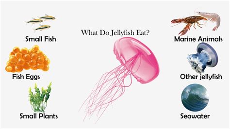 what-do-jellyfish-eat-feeding-nature image