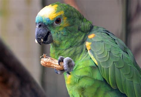 what-foods-do-parrots-eat-typical-parrot-diet image