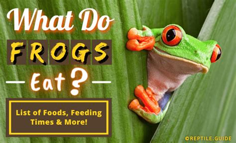 what-do-frogs-eat-frog-nutrition-food-list-and-more image