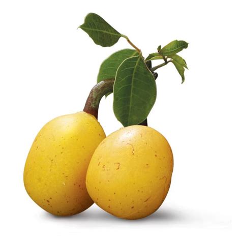 marula-fruit-only-foods-all-about-food image