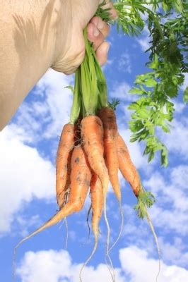 are-the-carrots-you-eat-natural-or-artificial-divinewiz image