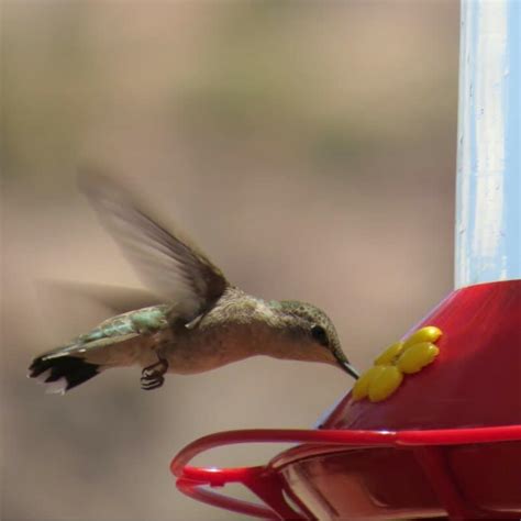 hummingbird-food-recipe-tips-for-attracting-the-birds image
