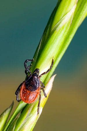 how-to-get-rid-of-ticks-top-tips-handy-hints image