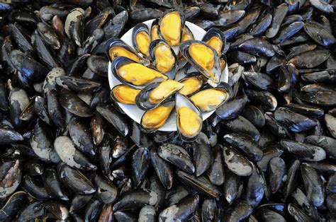 top-10-health-benefits-of-mussels image