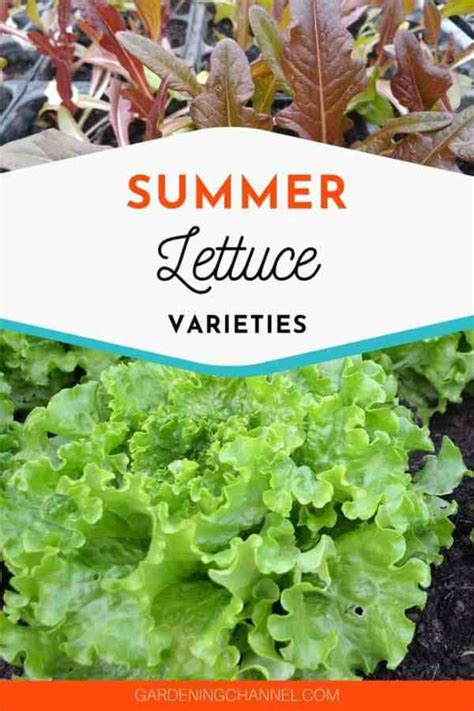 what-lettuce-grows-well-in-summer-gardening-channel image