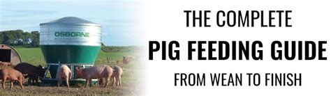 the-complete-pig-feeding-guide-from-wean-to-finish image