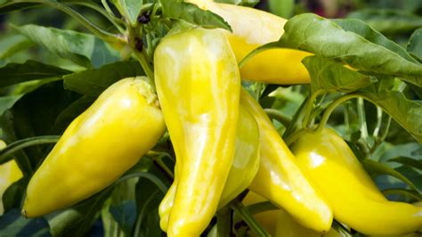 10-creative-ways-to-use-banana-peppers image