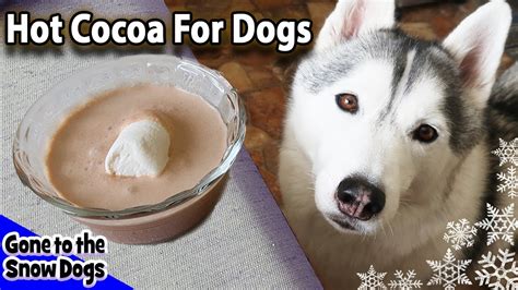 how-to-make-hot-chocolate-for-dogs-diy-easy-dog image