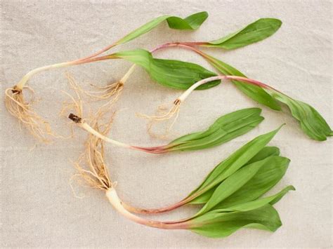 why-ramps-are-the-secret-ingredient-for-next-level image
