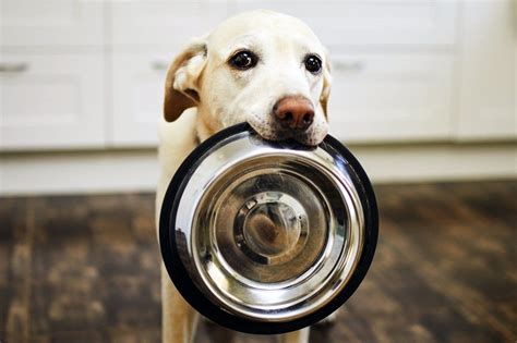 vintage-dog-food-40-old-ads-let-you-see-whats-click image