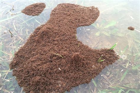 fire-ants-form-rafts-to-float-on-water-jstor-daily image