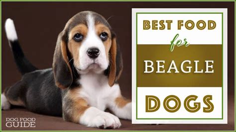 10-healthiest-best-dog-food-for-beagles-in-2022 image