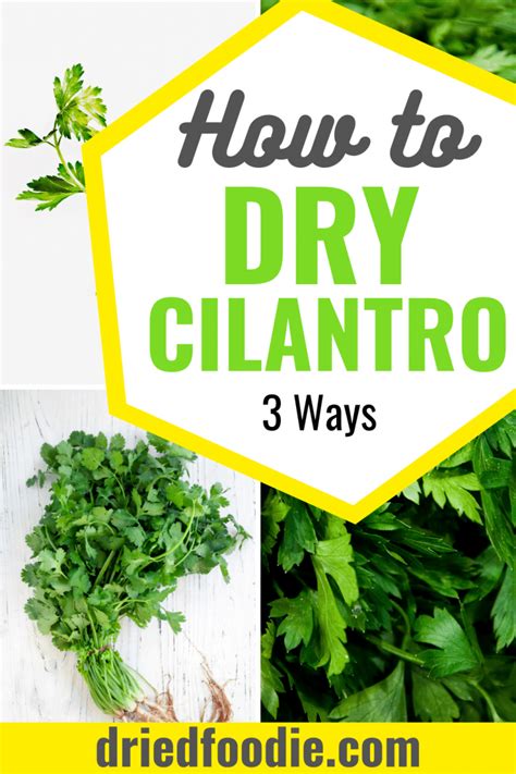 how-to-dry-cilantro-tips-for-using-storing image