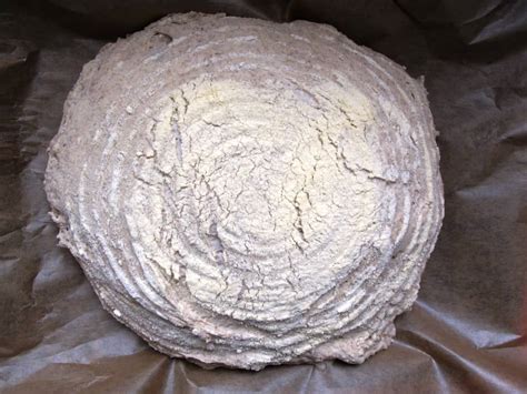 potato-bread-recipe-kartoffelbrot image