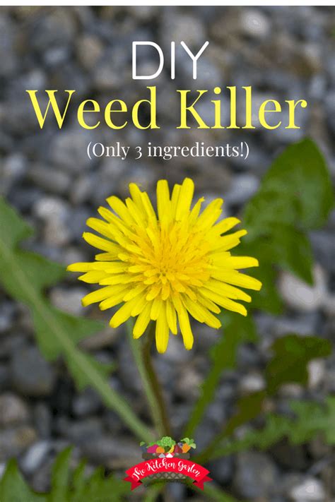 diy-weed-killer-the-kitchen-garten image